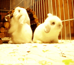 bunny-gif